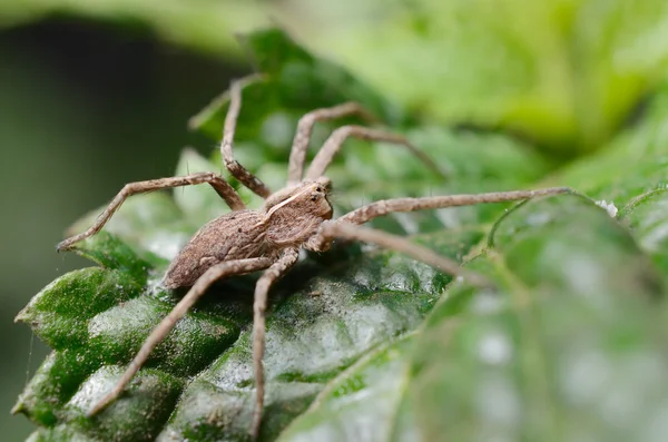 Spider sits on green leaf — Stock Image Spider sits on green leaf Royalty Free Stock Photos