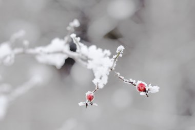 Hoarfrost meyveleri ile şube