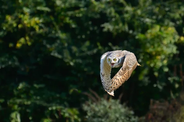 Grey owl in flight — Stock Photo, Image