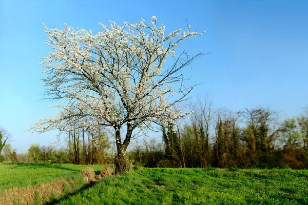 Maçã em flor — Fotografia de Stock