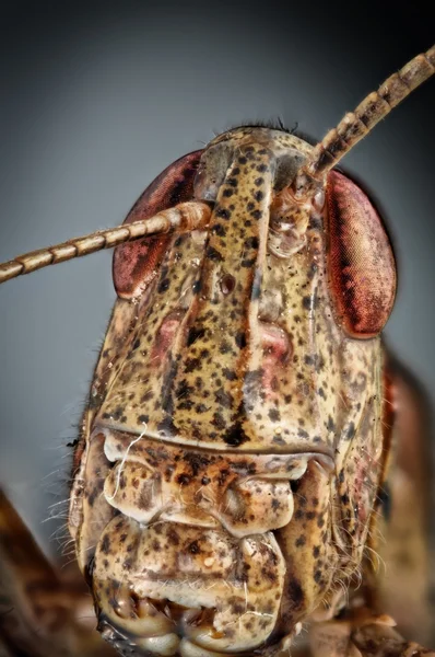 Grasshopper cabeça marrom — Fotografia de Stock
