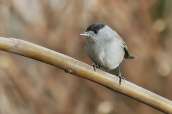 Black cap bird — Stock Photo, Image