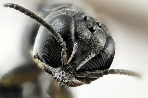 Pequeña cabeza de insecto — Foto de Stock