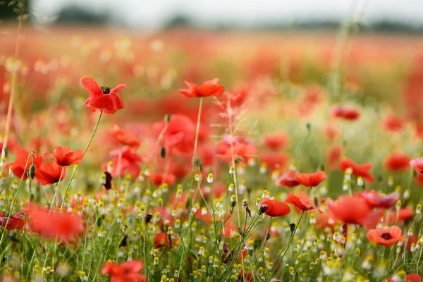 Campo di papavero rosso — Foto Stock