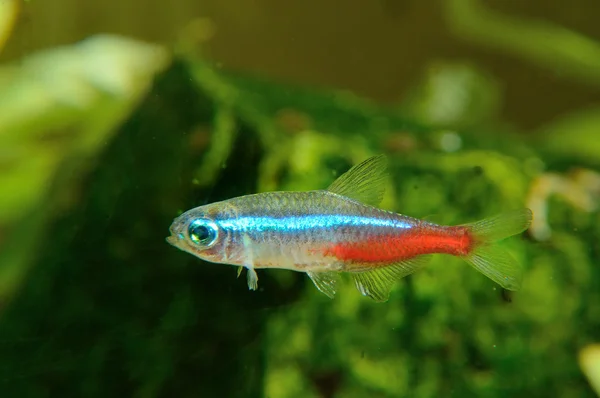 Schöne Fische im Aquarium — Stockfoto