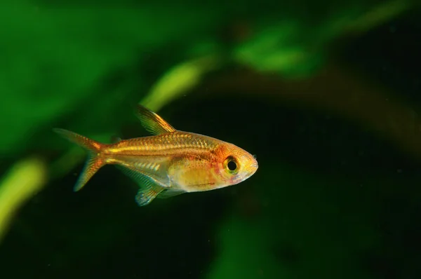 Vackra guldfisk i ett akvarium — Stockfoto