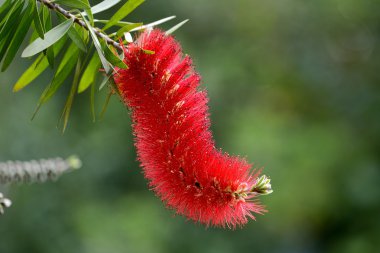 Kırmızı bottlebrush çiçek