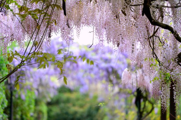 Розовая вистария

