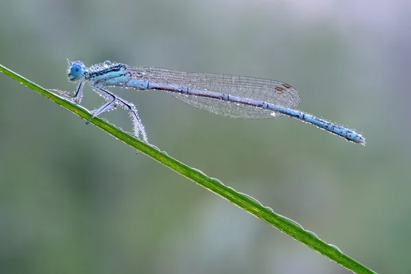 Damselfly on a green leaf — Stock Photo, Image