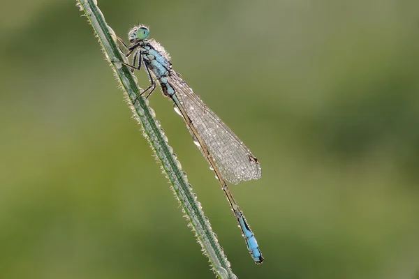 Jungfräulein auf einem grünen Blatt — Stockfoto