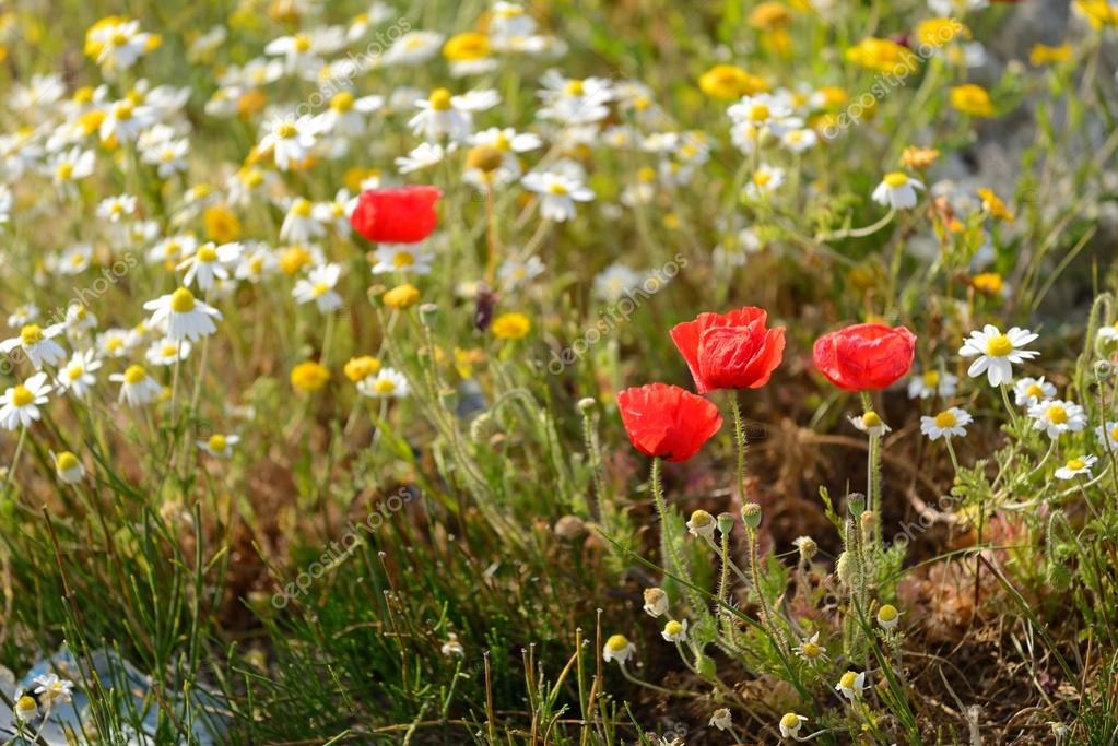 Poppies and daisies in field Stock Photo by ©vpardi 63170139