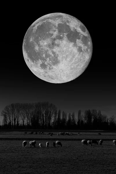 Mező, és a holdfényben — Stock Fotó