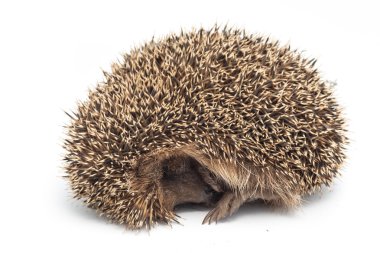 bir kirpi karıncalanma