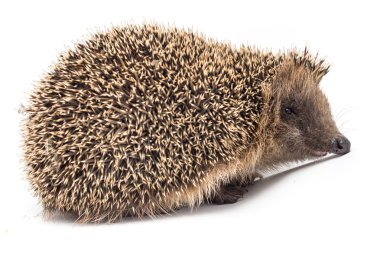 Bir parça et yeme kirpi