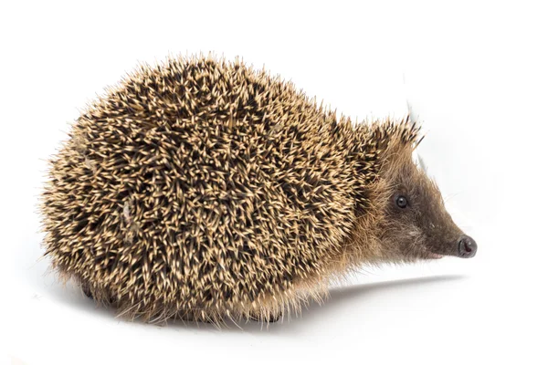 Hedgehog comer um pedaço de carne — Fotografia de Stock