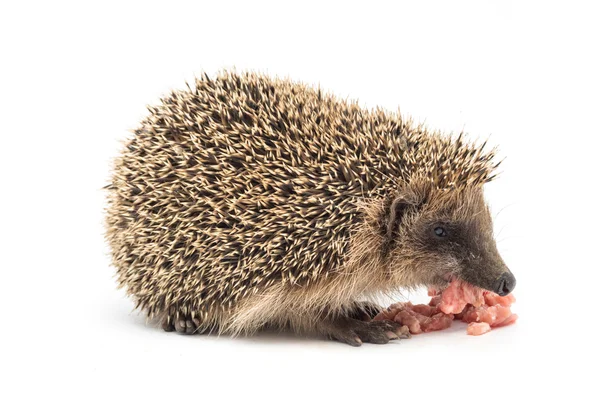 Hedgehog eating a piece of meat — Stock Photo, Image