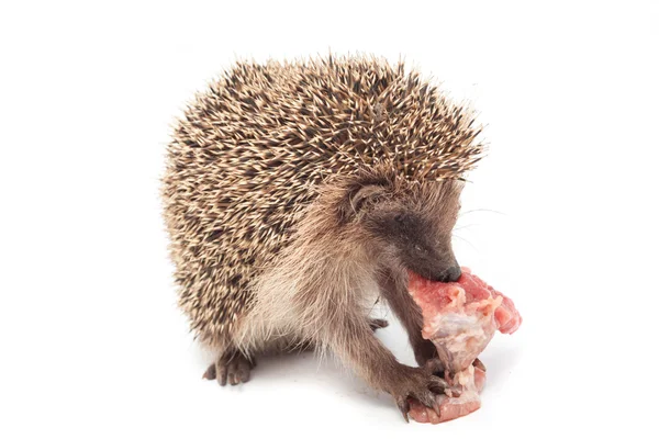 Bir parça et yeme kirpi — Stok fotoğraf