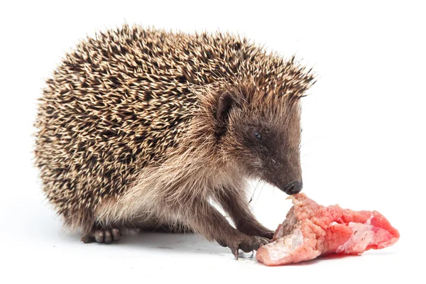 Hedgehog comer um pedaço de carne — Fotografia de Stock