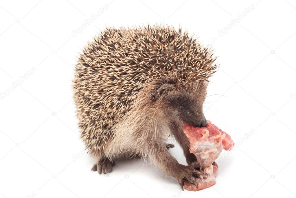 Hedgehog eating a piece of meat — Stock Photo © vpardi 63429543