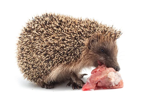 Hedgehog comer um pedaço de carne — Fotografia de Stock