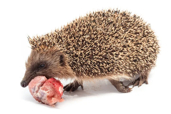 Igel frisst ein Stück Fleisch — Stockfoto