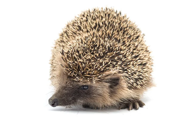 Punture di un riccio — Foto Stock