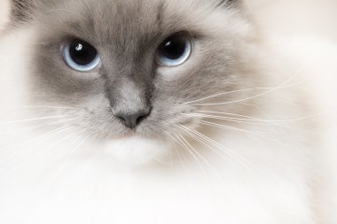Beyaz ragdoll kedi
