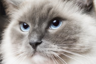Beyaz ragdoll kedi