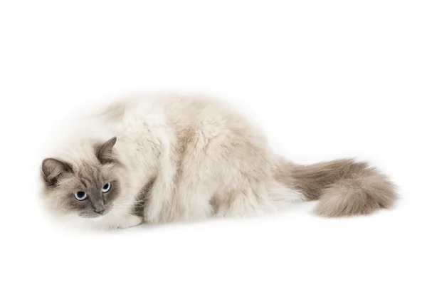 Bílá ragdoll kočka — Stock fotografie