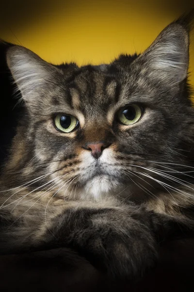 Porträtt av en maine coon katt — Stockfoto