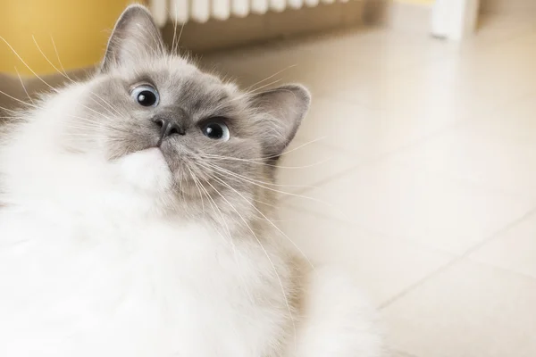 白いラグドール猫 — ストック写真