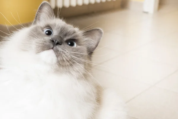 Poupée blanche chat — Photo