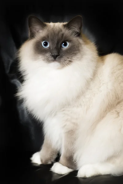 Vit ragdoll katt — Stockfoto