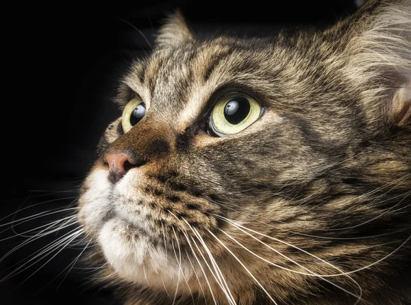 Retrato de um gato maine-casulo — Fotografia de Stock