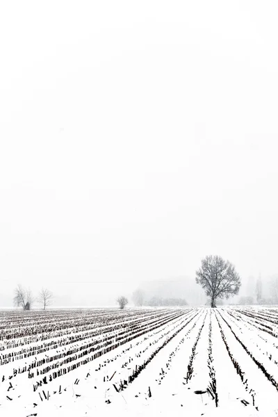 Árboles en la nieve —  Fotos de Stock