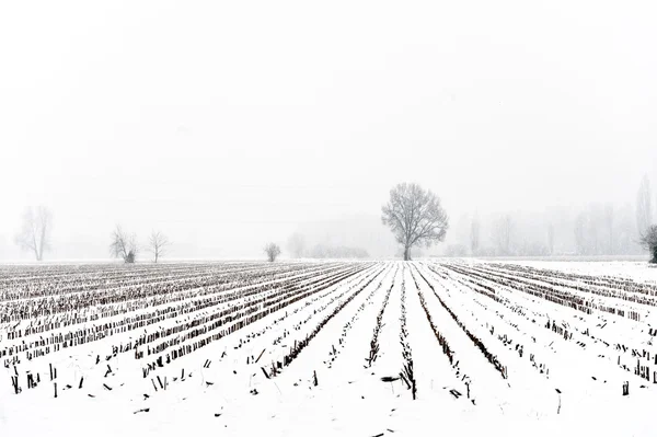 雪地里的树 — 图库照片