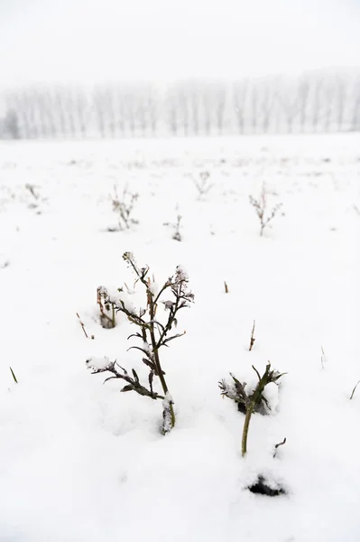 雪地里的树 — 图库照片