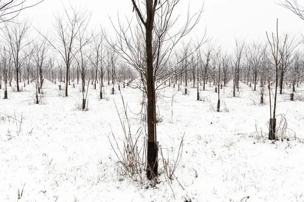 Árboles en la nieve — Foto de Stock