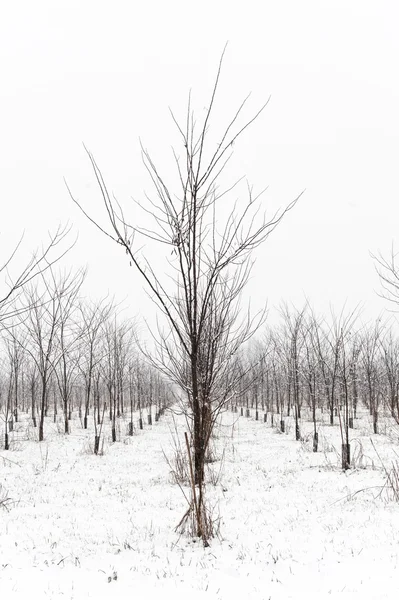 Bomen in de sneeuw — Stockfoto