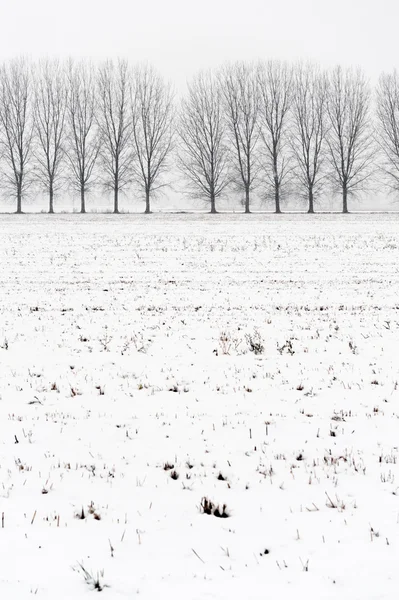 Деревья в снегу — стоковое фото