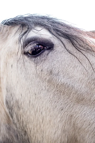 Witte paard in zon — Stockfoto