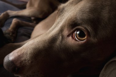 Kahverengi üzgün köpek