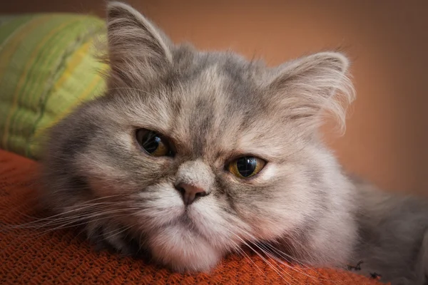 Gray Persian cat — Stock Photo, Image