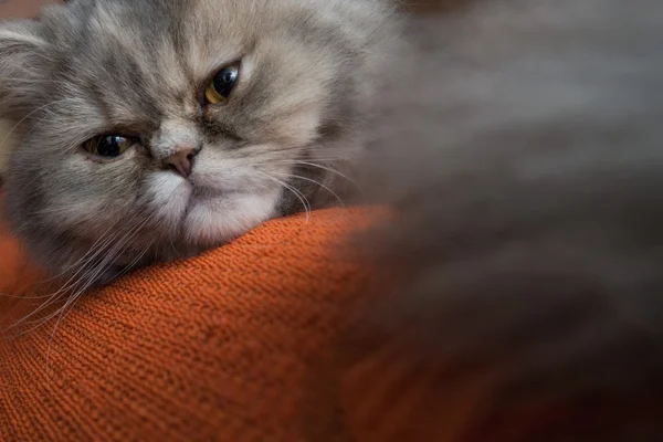 Gato persa gris — Foto de Stock