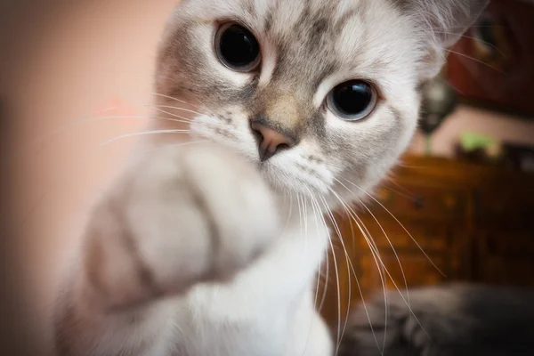 白い子猫のクローズ アップ — ストック写真