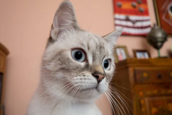 Vitt kattporträtt — Stockfoto