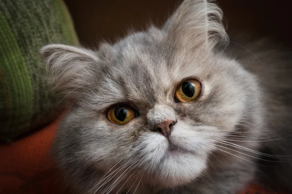 Серый персидский кот — стоковое фото