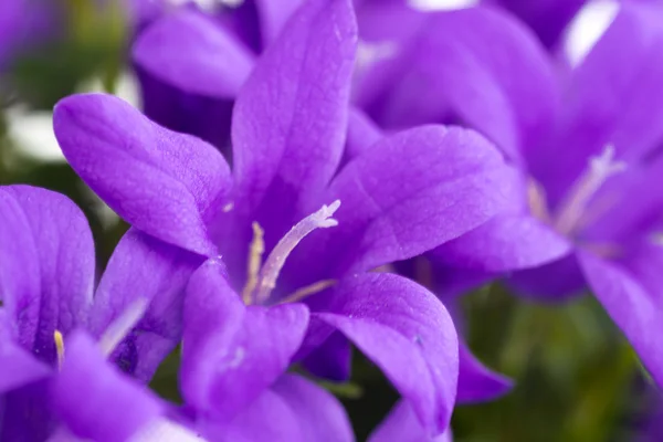 Пурпурная ваза с колокольчиками — стоковое фото
