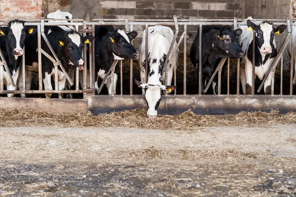 Cows in barn with hay — Stock Photo, Image