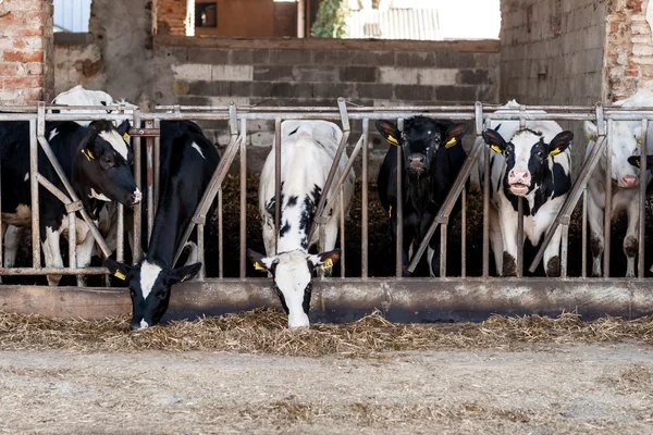 Коровы в сарае с сеном — стоковое фото